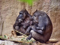 l-affen gorilla baby 1