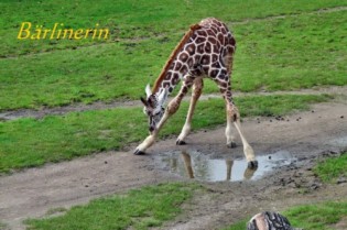 giraffe trinkt