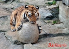 ball tiger 7