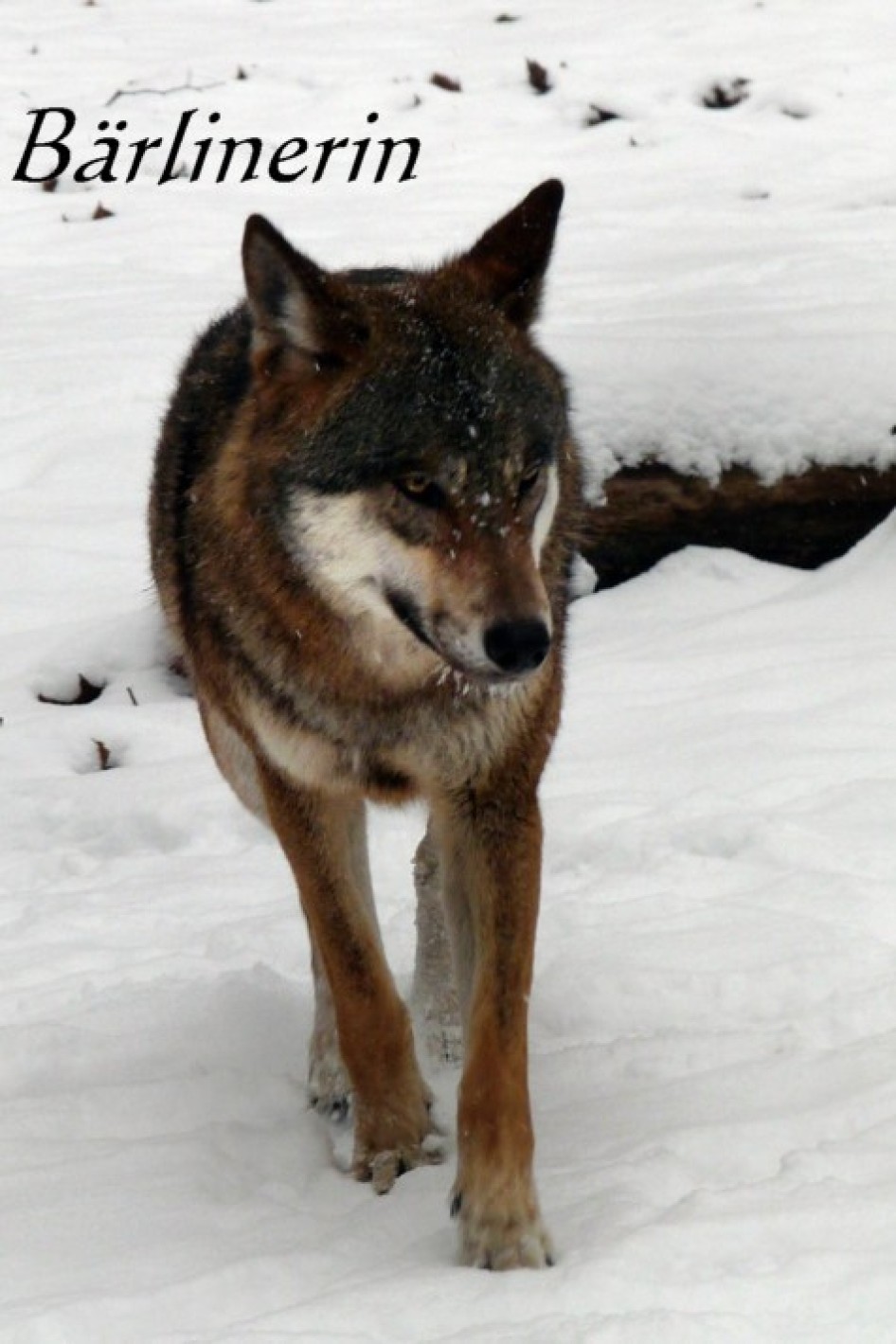 wolf schnee 01