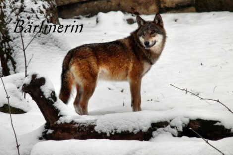 wolf schnee 08