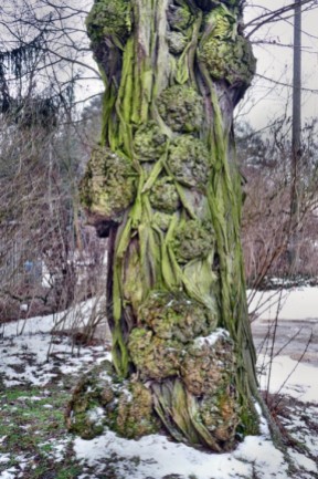 Elbenbaum winter